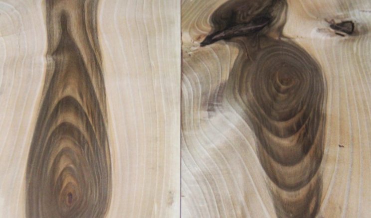 Kesilen Ceviz Ağacı gövdesinde ki Ağaçkakan resmi görenleri hayrete düşürüyor.