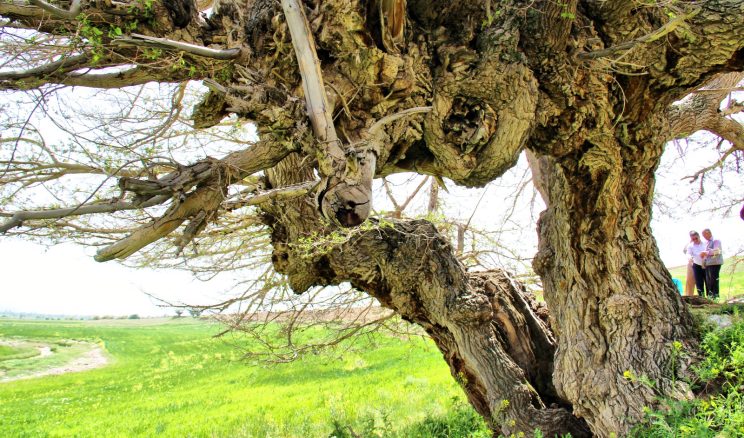 AFŞİN’DE 750 YILLIK DUT AĞACI GÖRENLERİ BÜYÜLÜYOR.