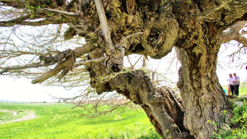 AFŞİN’DE 750 YILLIK DUT AĞACI GÖRENLERİ BÜYÜLÜYOR.