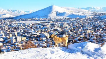 Beyazlar için Afşin!
