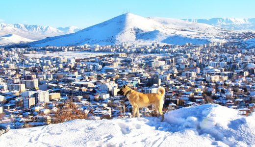 Beyazlar için Afşin!