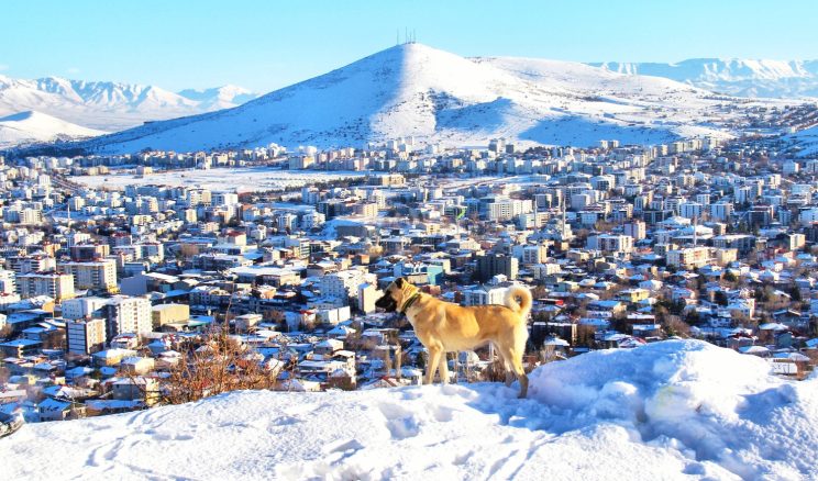 Beyazlar için Afşin!