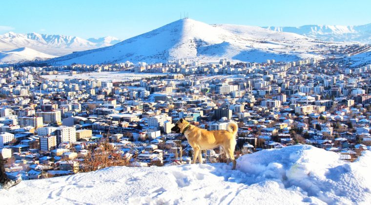 Beyazlar için Afşin!