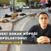 AFŞİN’DEKİ SOKAK KÖPEĞİ POPÜLASYONU!