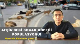 AFŞİN’DEKİ SOKAK KÖPEĞİ POPÜLASYONU!