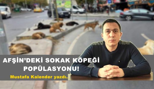 AFŞİN’DEKİ SOKAK KÖPEĞİ POPÜLASYONU!