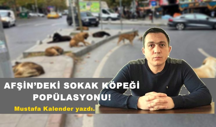 AFŞİN’DEKİ SOKAK KÖPEĞİ POPÜLASYONU!
