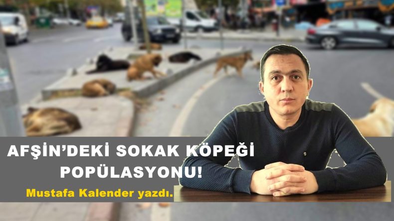AFŞİN’DEKİ SOKAK KÖPEĞİ POPÜLASYONU!