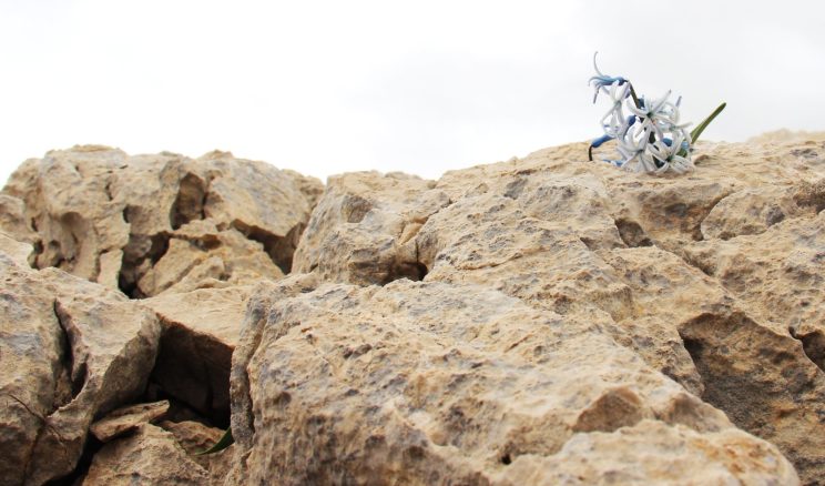 AFŞİN’İN DEĞERLERİNDEN KAYA SÜMBÜLÜ!