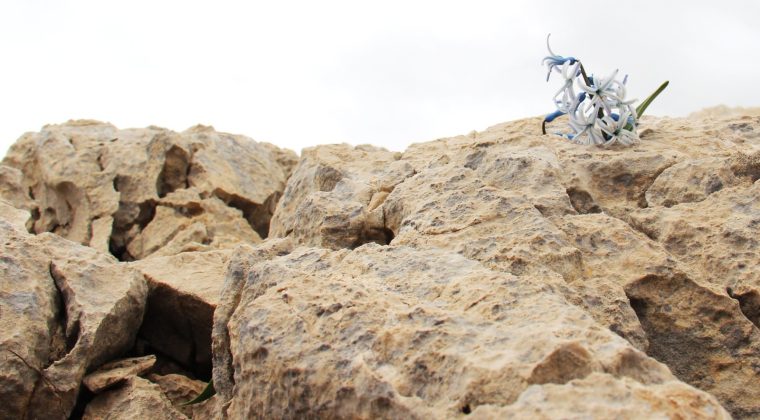 AFŞİN’İN DEĞERLERİNDEN KAYA SÜMBÜLÜ!