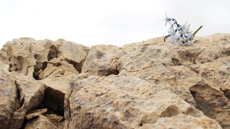 AFŞİN’İN DEĞERLERİNDEN KAYA SÜMBÜLÜ!