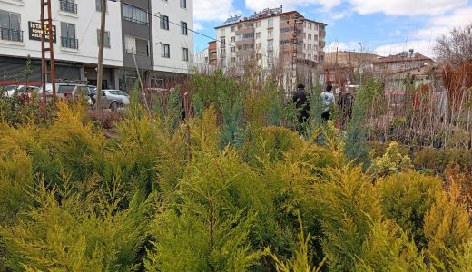 En yeni Fidanlar Esence Fidancılıkta sizleri bekliyor.