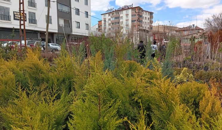 En yeni Fidanlar Esence Fidancılıkta sizleri bekliyor.