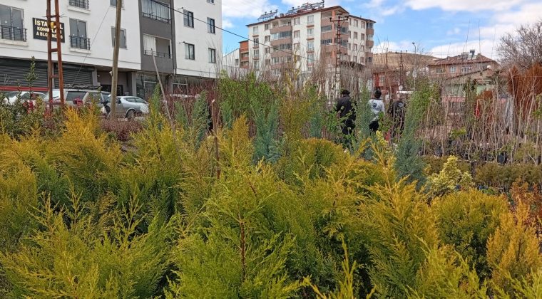 En yeni Fidanlar Esence Fidancılıkta sizleri bekliyor.