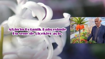 Afşin’in Botanik Bahçesinde bu sene de çiçekler açtı.