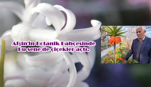Afşin’in Botanik Bahçesinde bu sene de çiçekler açtı.