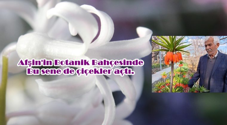 Afşin’in Botanik Bahçesinde bu sene de çiçekler açtı.