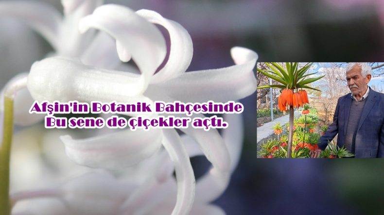 Afşin’in Botanik Bahçesinde bu sene de çiçekler açtı.