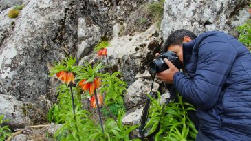 TURİZMİN YENİ ADRESİ AFŞİN’DE TERS LALELER AÇTI.
