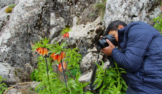 TURİZMİN YENİ ADRESİ AFŞİN’DE TERS LALELER AÇTI.