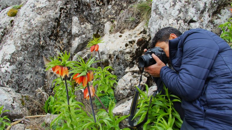 TURİZMİN YENİ ADRESİ AFŞİN’DE TERS LALELER AÇTI.
