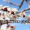 AFŞİN’DE ERİKLER ÇİÇEK AÇTI.