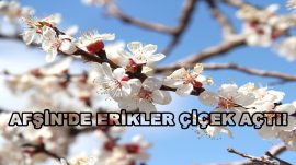 AFŞİN’DE ERİKLER ÇİÇEK AÇTI.