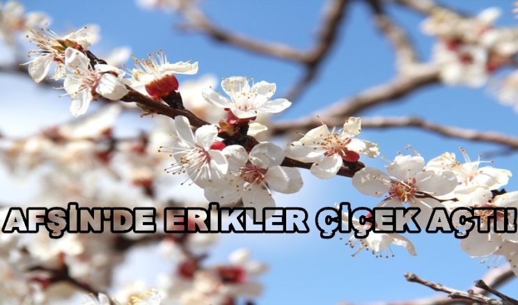 AFŞİN’DE ERİKLER ÇİÇEK AÇTI.