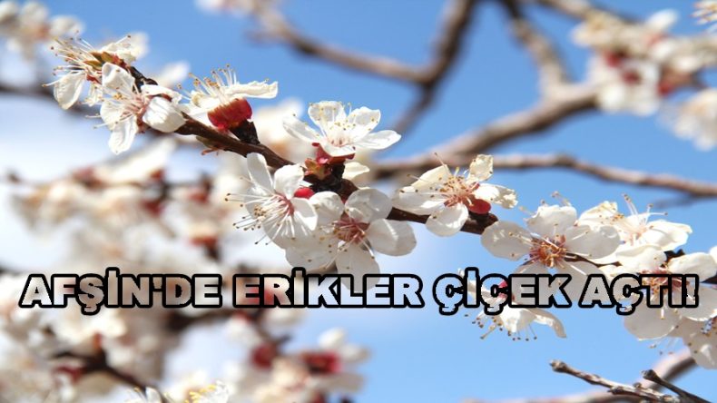 AFŞİN’DE ERİKLER ÇİÇEK AÇTI.