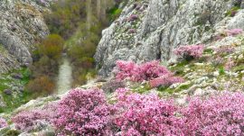 HURMAN ÇAYININ ETRAFINI PEMBE RENKLER SARDI.