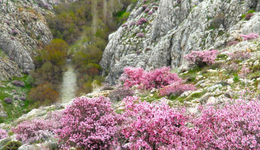 HURMAN ÇAYININ ETRAFINI PEMBE RENKLER SARDI.