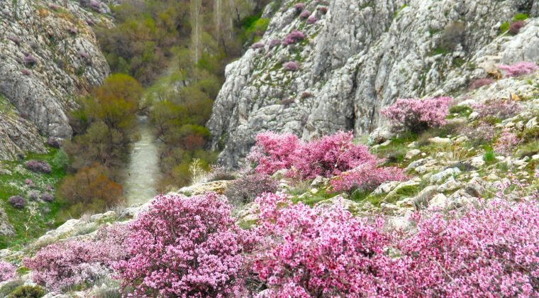 HURMAN ÇAYININ ETRAFINI PEMBE RENKLER SARDI.