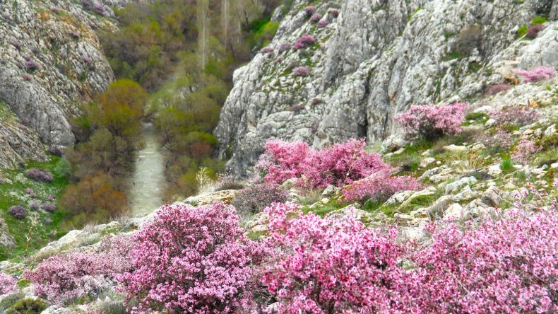 HURMAN ÇAYININ ETRAFINI PEMBE RENKLER SARDI.