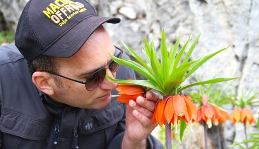 Kaymakam Sarıdoğan, “Ters Laleler bulundukları yerde güzeldir,koparılması yasaktır”
