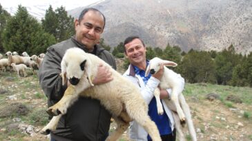 BİNBOĞA DAĞINDA KUZU SESLERİ YANKILANIYOR.
