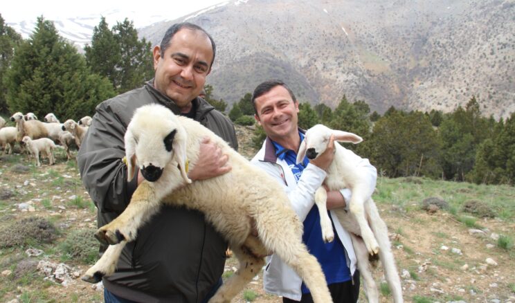 BİNBOĞA DAĞINDA KUZU SESLERİ YANKILANIYOR.