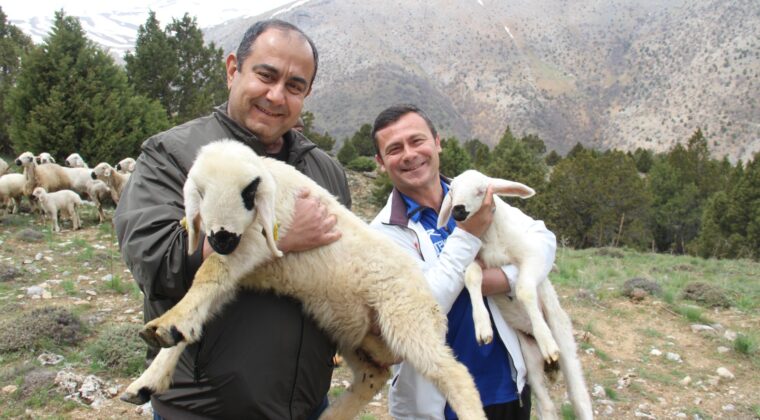 BİNBOĞA DAĞINDA KUZU SESLERİ YANKILANIYOR.