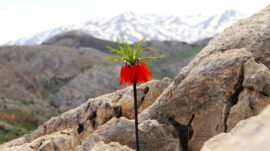 Afşin Marabuz Mahallesi Güvek Yaylası şair, yazar ve fotoğraf sanatçılarını ağırladı.