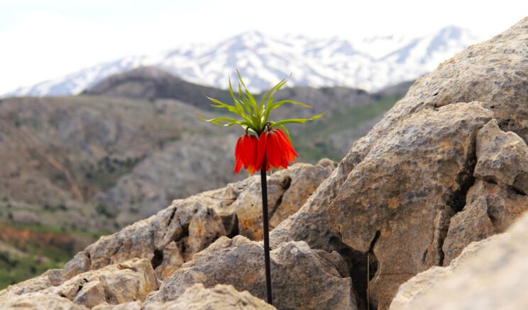 Afşin Marabuz Mahallesi Güvek Yaylası şair, yazar ve fotoğraf sanatçılarını ağırladı.