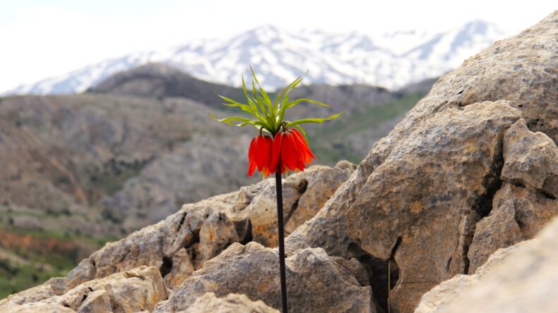 Afşin Marabuz Mahallesi Güvek Yaylası şair, yazar ve fotoğraf sanatçılarını ağırladı.