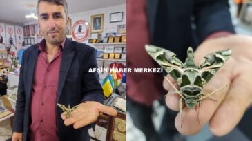 Afşin’de Kamuflaj Desenli Mekik Kelebeği görüldü.