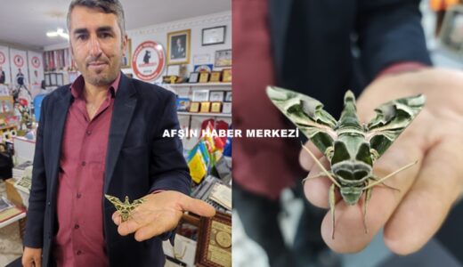 Afşin’de Kamuflaj Desenli Mekik Kelebeği görüldü.
