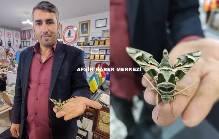 Afşin’de Kamuflaj Desenli Mekik Kelebeği görüldü.