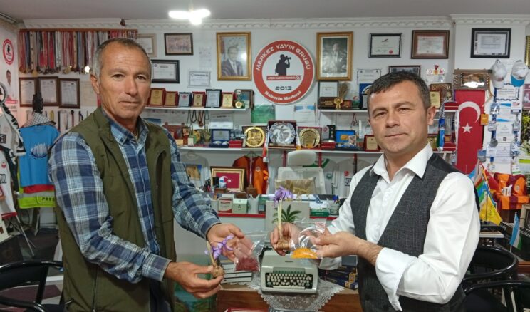 Afşin’de Safran Üretimi, Hulusi Çağlar’ın gayretleriyle devam ediyor.