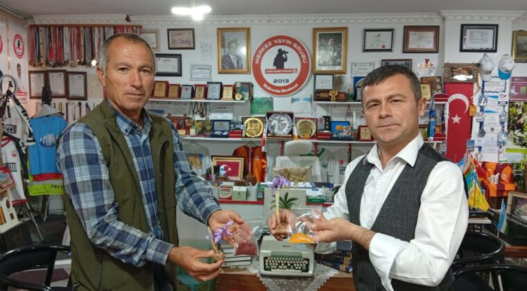 Afşin’de Safran Üretimi, Hulusi Çağlar’ın gayretleriyle devam ediyor.
