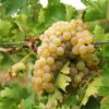 Afşin’in Kabarcık Üzümünde Hasat Zamanı!